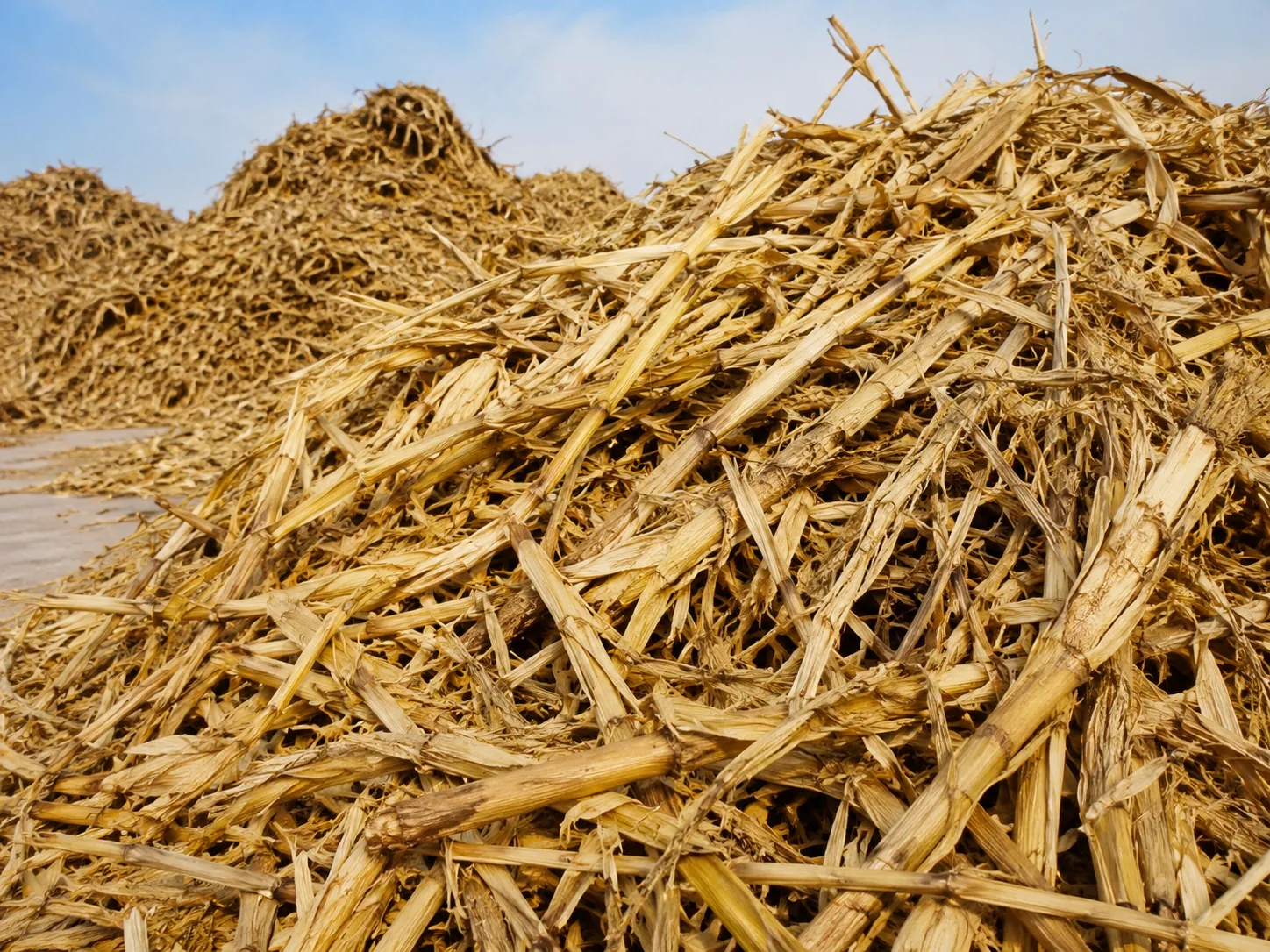 Corn stalks