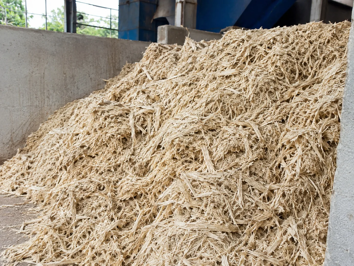 Sugarcane bagasse